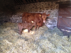 Our first calf born 2015
